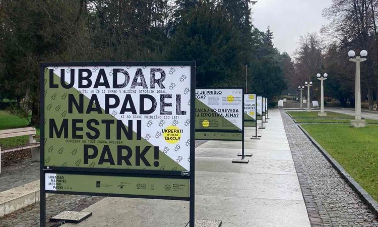 V mariborskem Mestnem parku bodo zaradi lubadarja podrli 40 smrek
