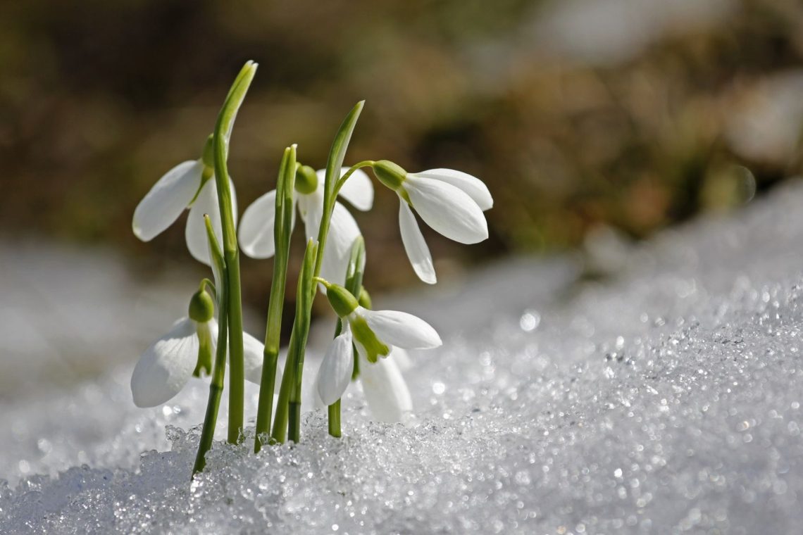Ob nastopu meteorološke pomladi nadaljevanje za ta čas pretoplega vremena