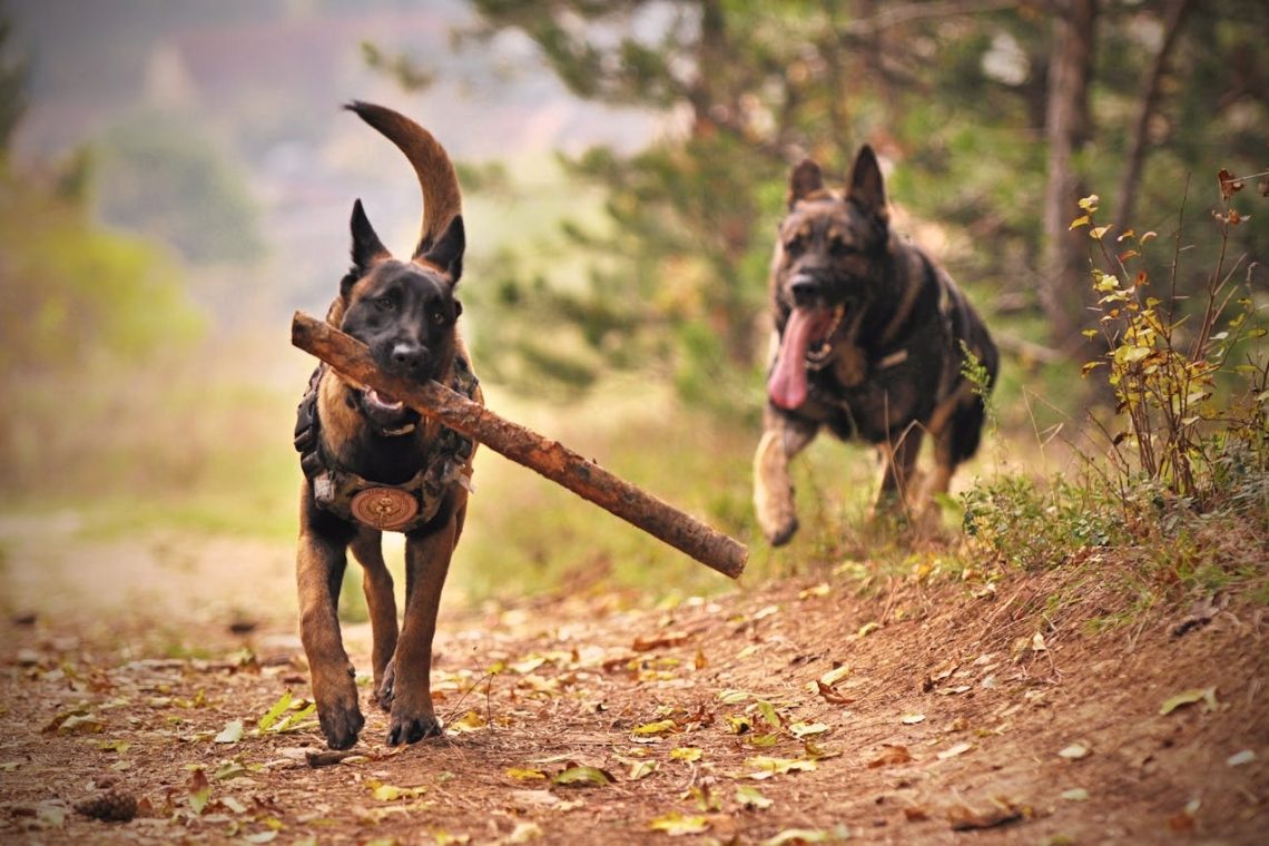 Te tri pasme psov strokovnjaki odsvetujejo začetnikom 