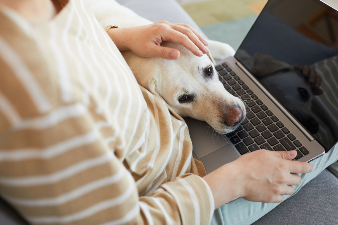 Ko pes položi glavo na človeka, išče varnost in bližino